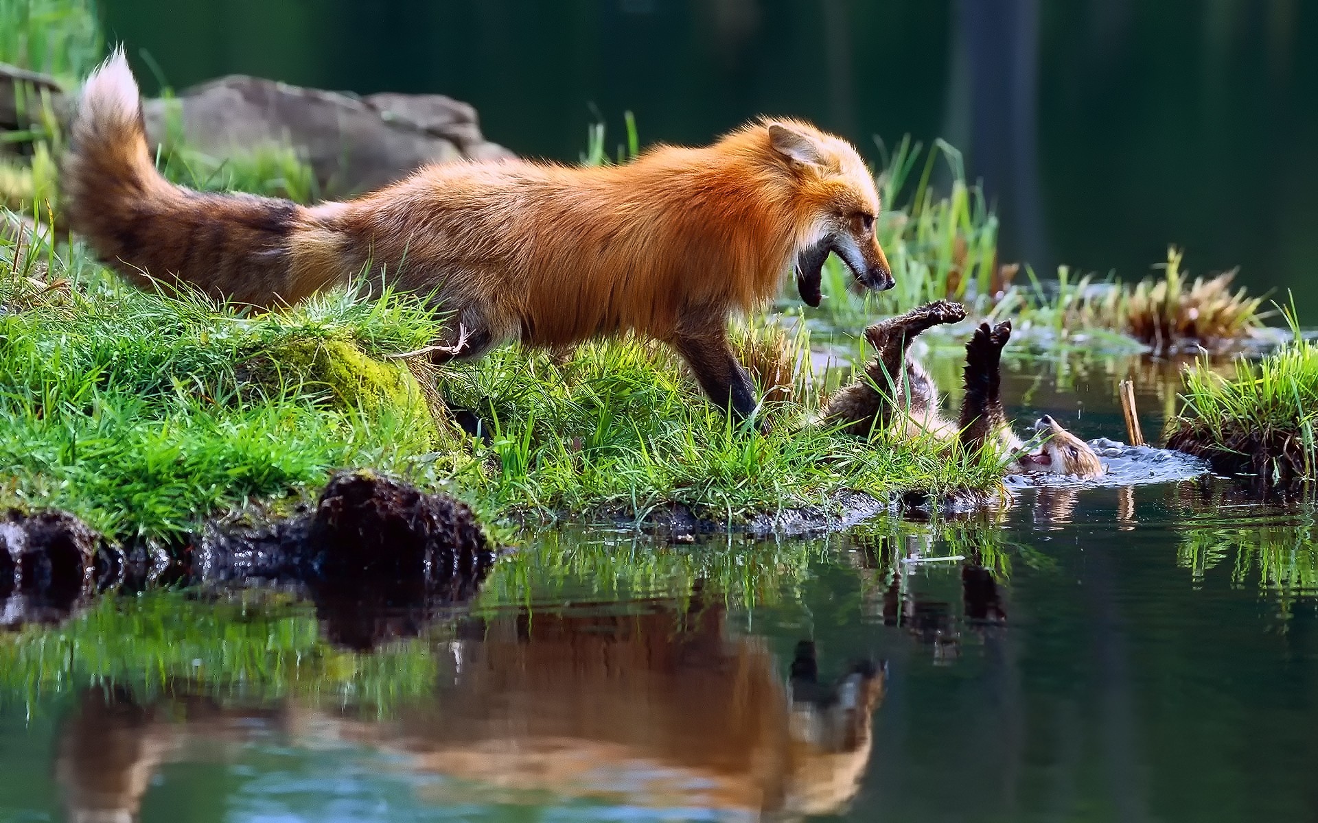 Red Fox Mother Play Fighting With Kid - Fox Kit With Her Mom , HD Wallpaper & Backgrounds