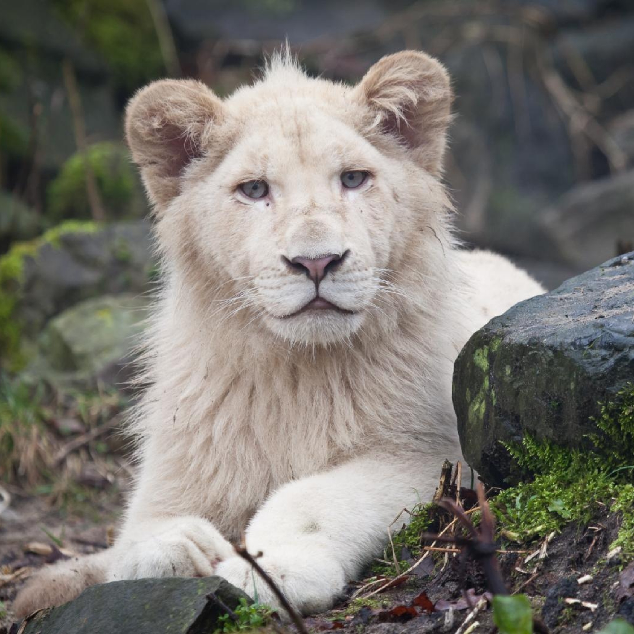 Hd Wallpapers Lion White , HD Wallpaper & Backgrounds