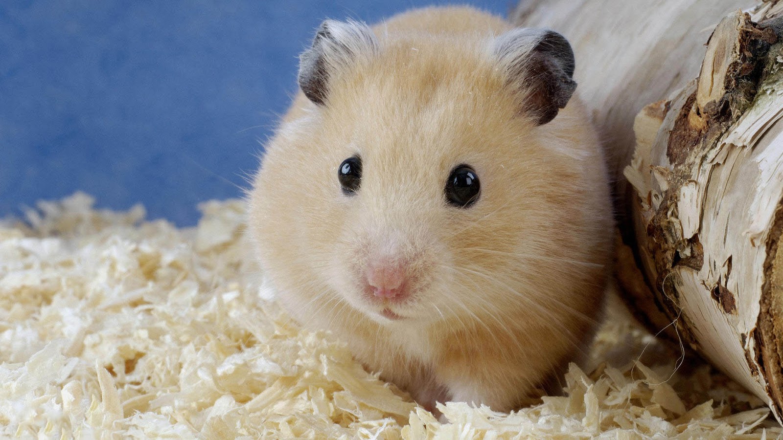 Hamsters Achtergronden Dieren Hd Hamster Wallpapers - Cute Hamster Wallpapers Desktop , HD Wallpaper & Backgrounds