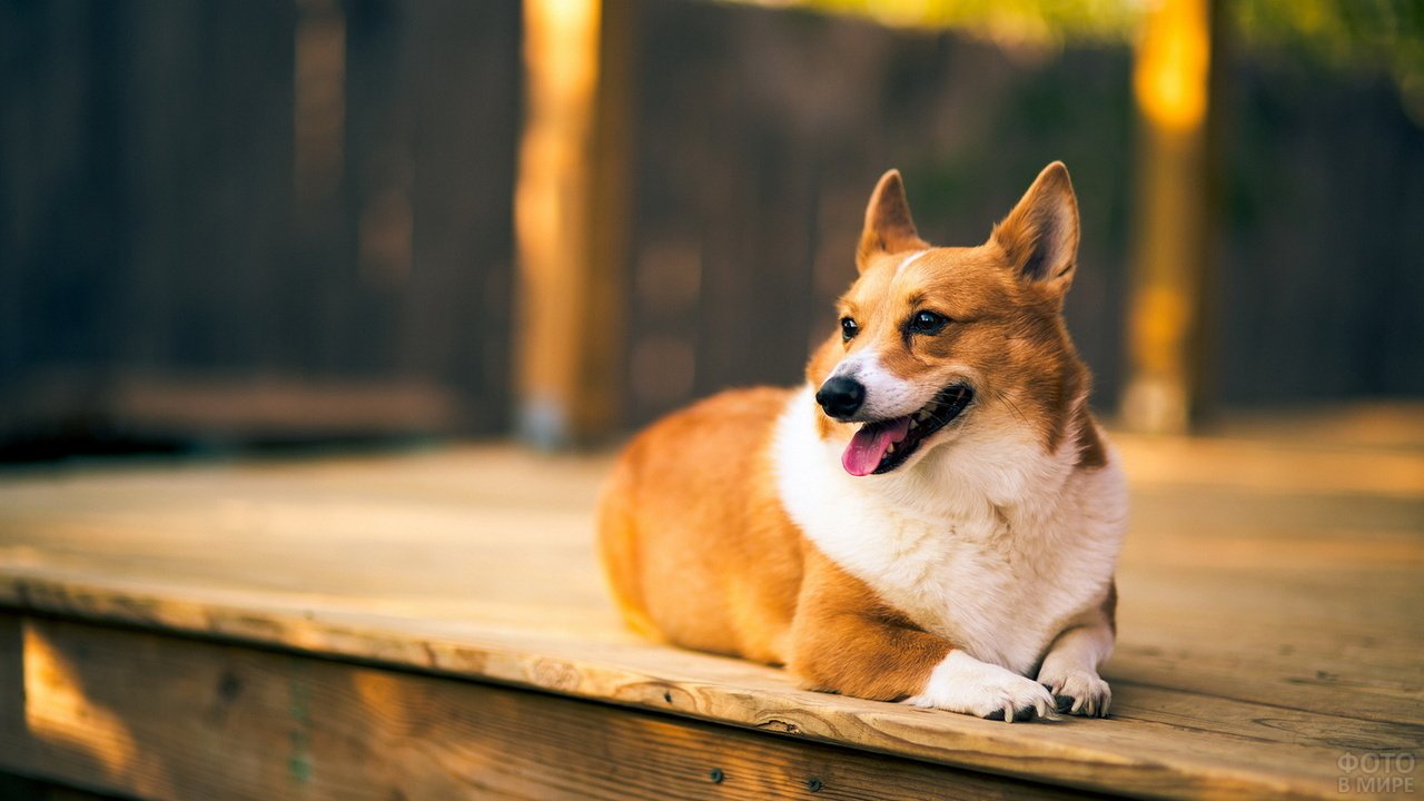 Corgi Wallpaper Iphone Wallpapers Dieren - Corgi Hd Wallpaper 1080p , HD Wallpaper & Backgrounds