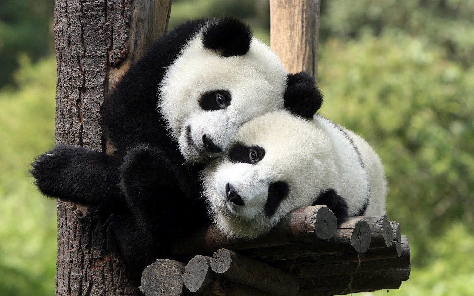 Mooie Dieren Wallpaper Met Twee Schattige Pandaberen - Two Panda Bears , HD Wallpaper & Backgrounds
