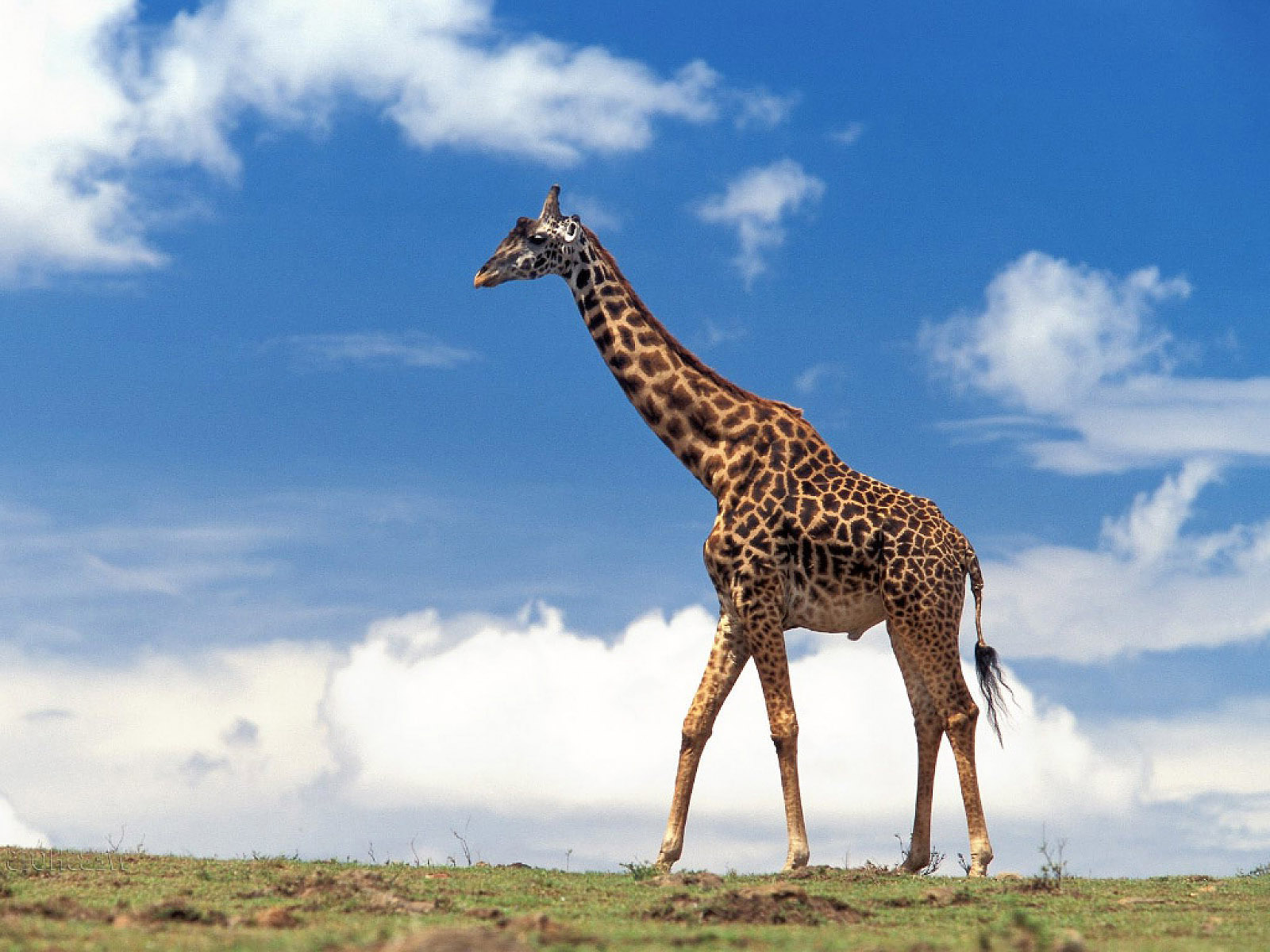 Giraffe Desktop Wallpaper - Giraffe Hd , HD Wallpaper & Backgrounds