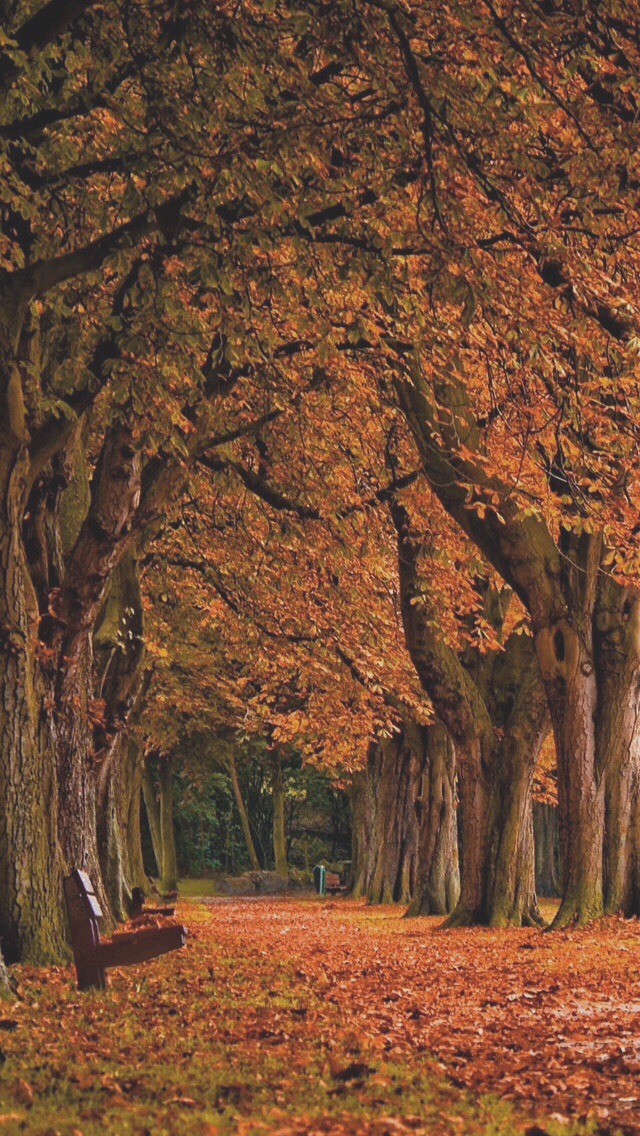 Photography Tumblr Landscape Wallpaper Nature Paris - Fall Backgrounds Iphone 7 , HD Wallpaper & Backgrounds