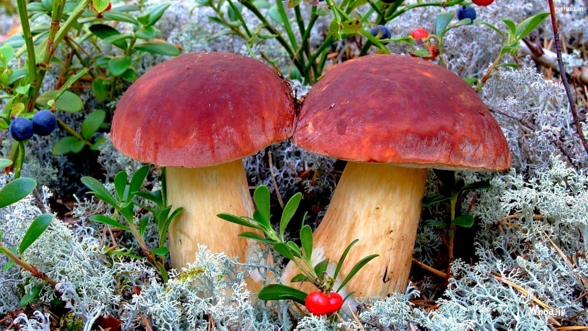 3d Mushroom Garden Live Wallpaper - Mushroom Hd Desktop , HD Wallpaper & Backgrounds