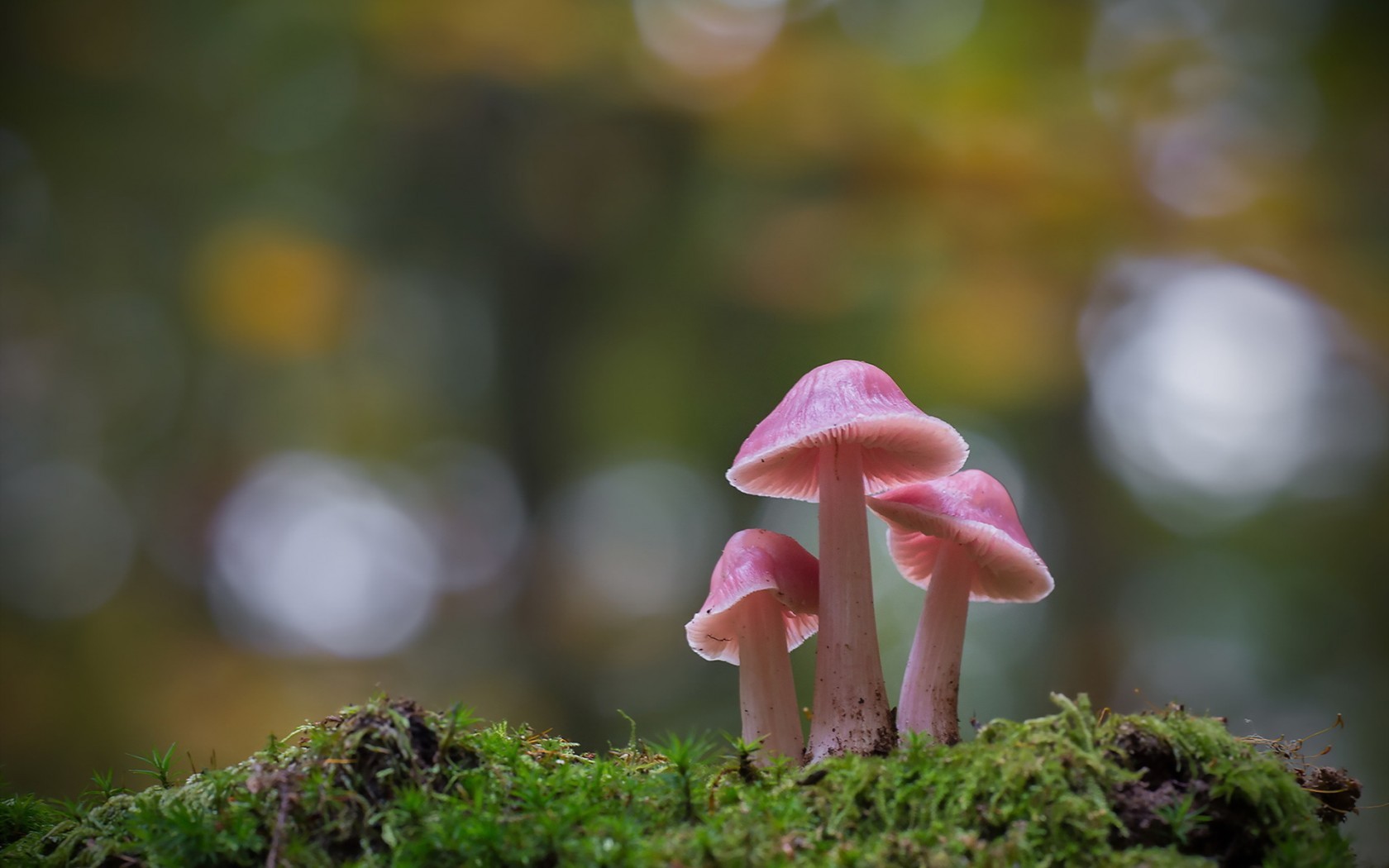Mushrooms Wallpaper Digital Art Wallpapers - Pink Mushroom In Forest , HD Wallpaper & Backgrounds