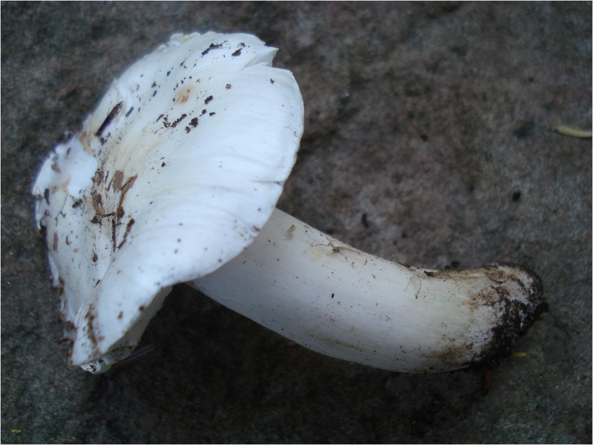 Mushroom Wallpaper Awesome Tricholoma Subresplendens - Marine Invertebrates , HD Wallpaper & Backgrounds