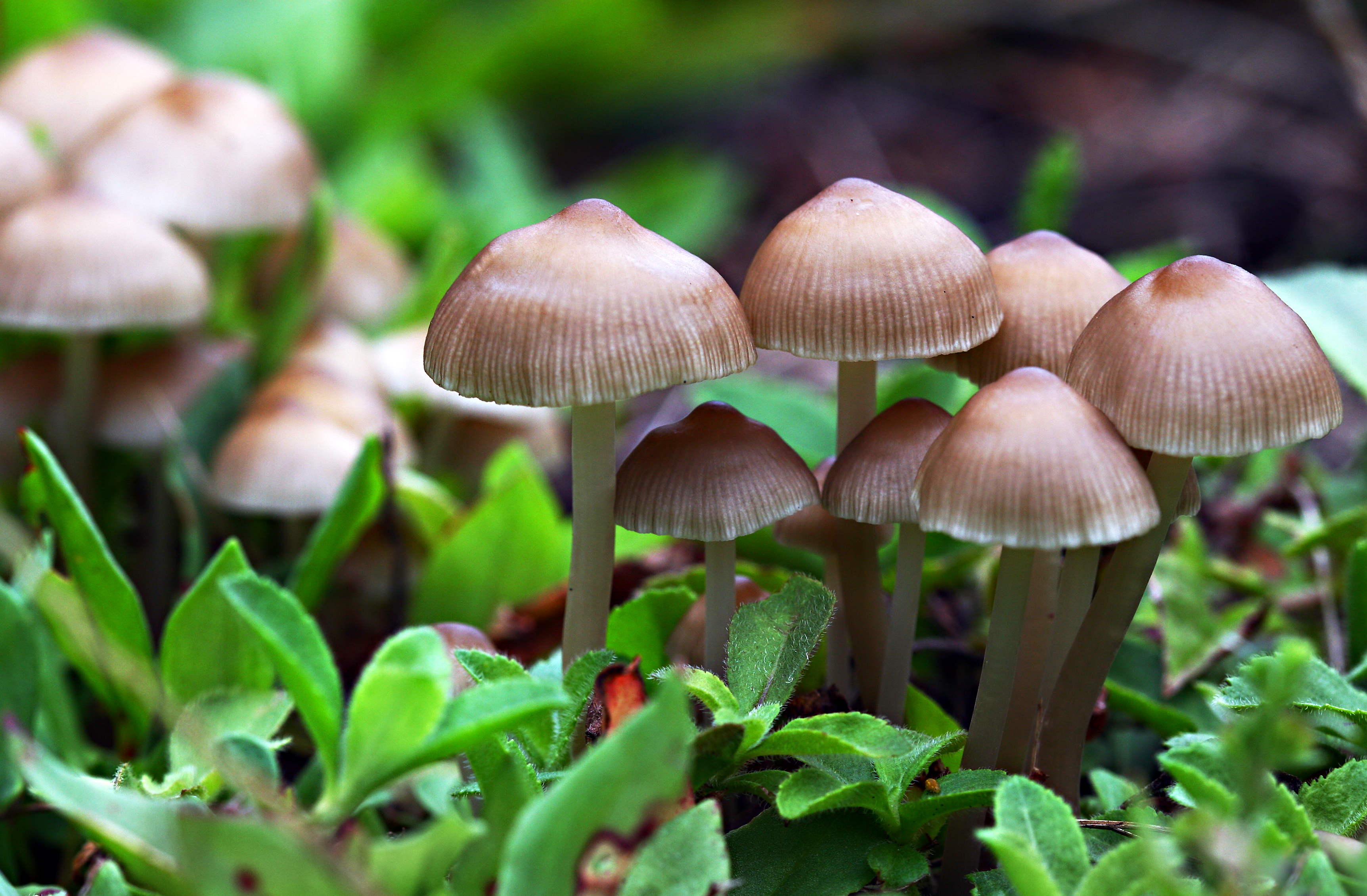 Mushroom 27533 Best Free Desktop Hd Wallpapers - Plants Lives In Land , HD Wallpaper & Backgrounds