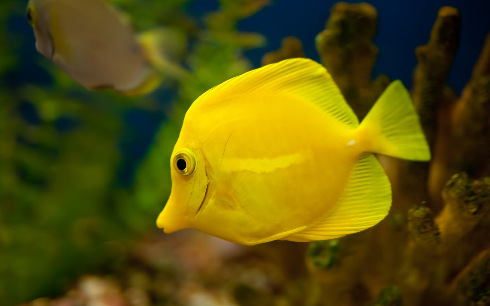 Aquarium Fish - Fish Hd Wallpapers 1080p , HD Wallpaper & Backgrounds