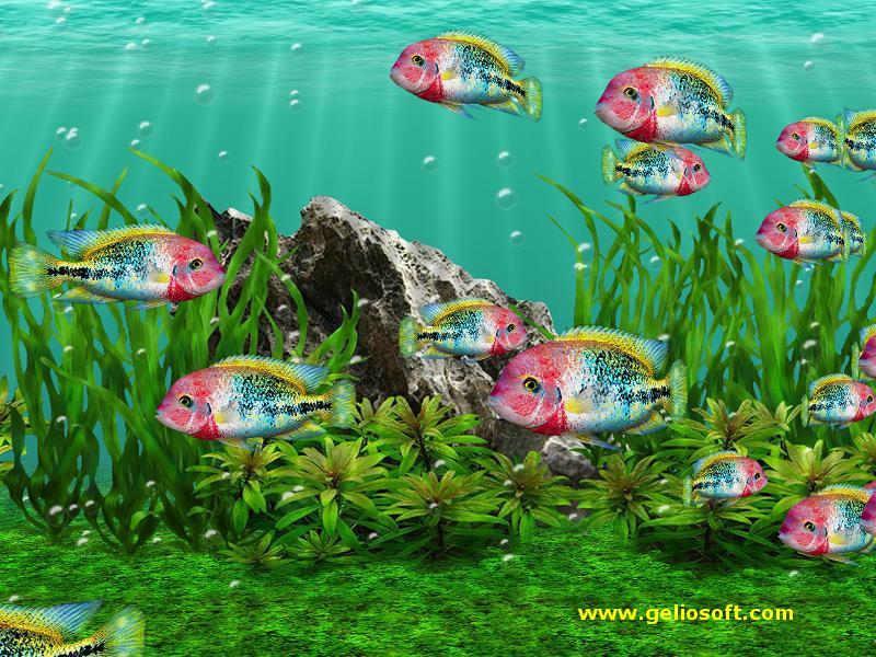 Animated Fish Aquarium Desktop Wallpapers Wallpapersafari - Fish , HD Wallpaper & Backgrounds