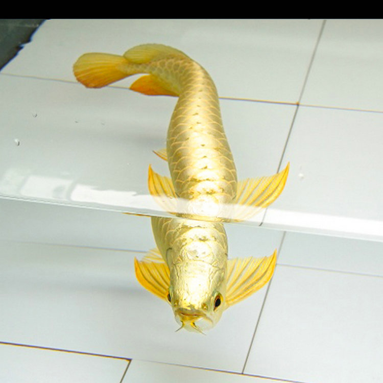 Arowana Live Fish Small Fry Blue Bottom Over The Back - Arowana Golden Head 24k , HD Wallpaper & Backgrounds