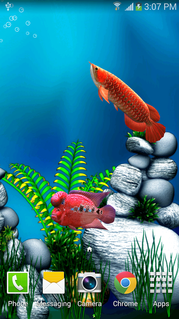 Arowana Wallpaper - Arowana Fish Live , HD Wallpaper & Backgrounds