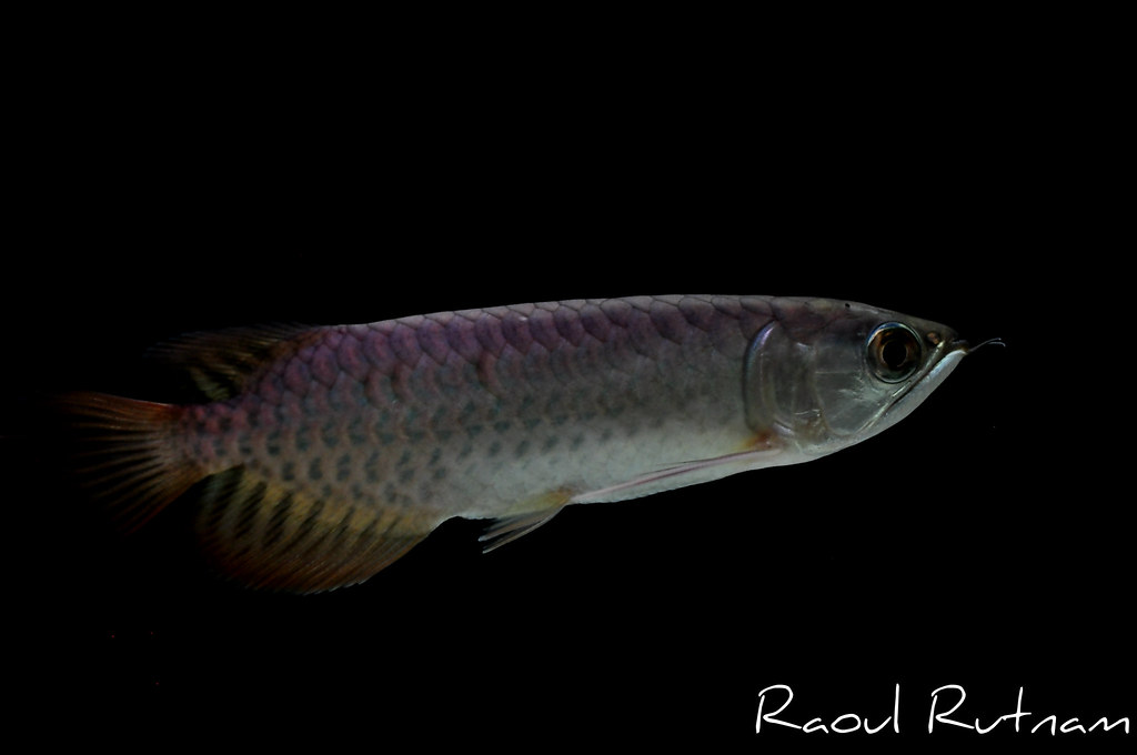 The World S Best Photos Of Arowana - Ray-finned Fish , HD Wallpaper & Backgrounds