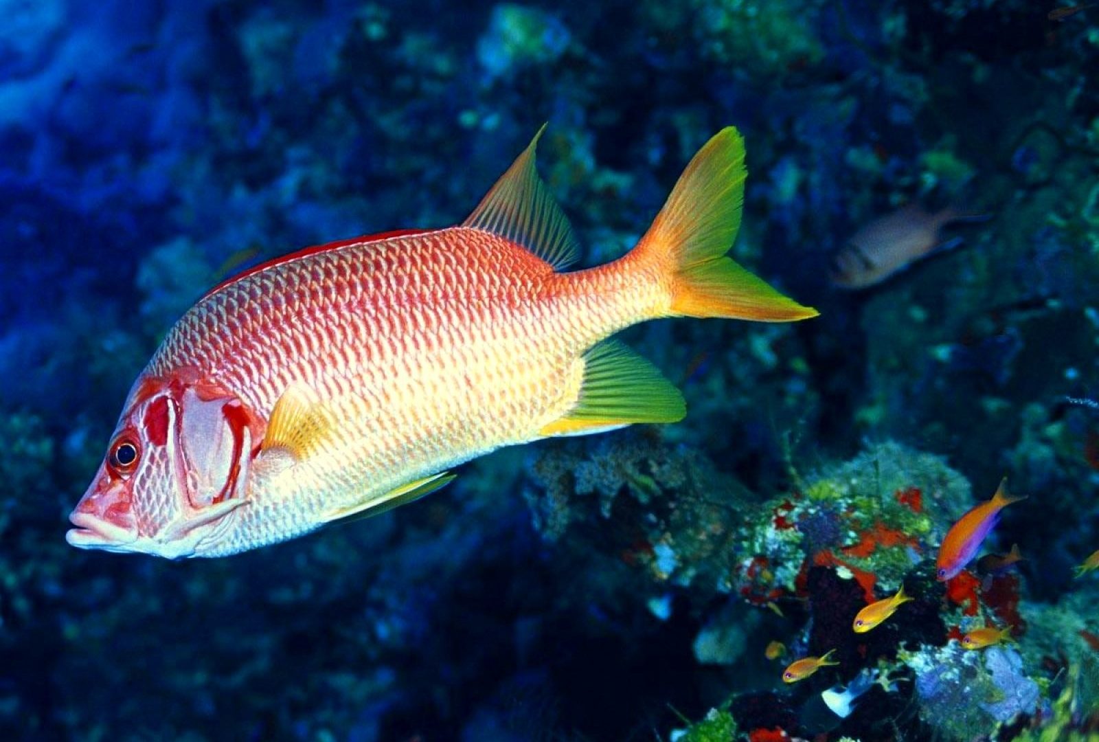 Fish Fishes Nature Sealife Underwater Sea Ocean Hd - Coral Reef Fish , HD Wallpaper & Backgrounds
