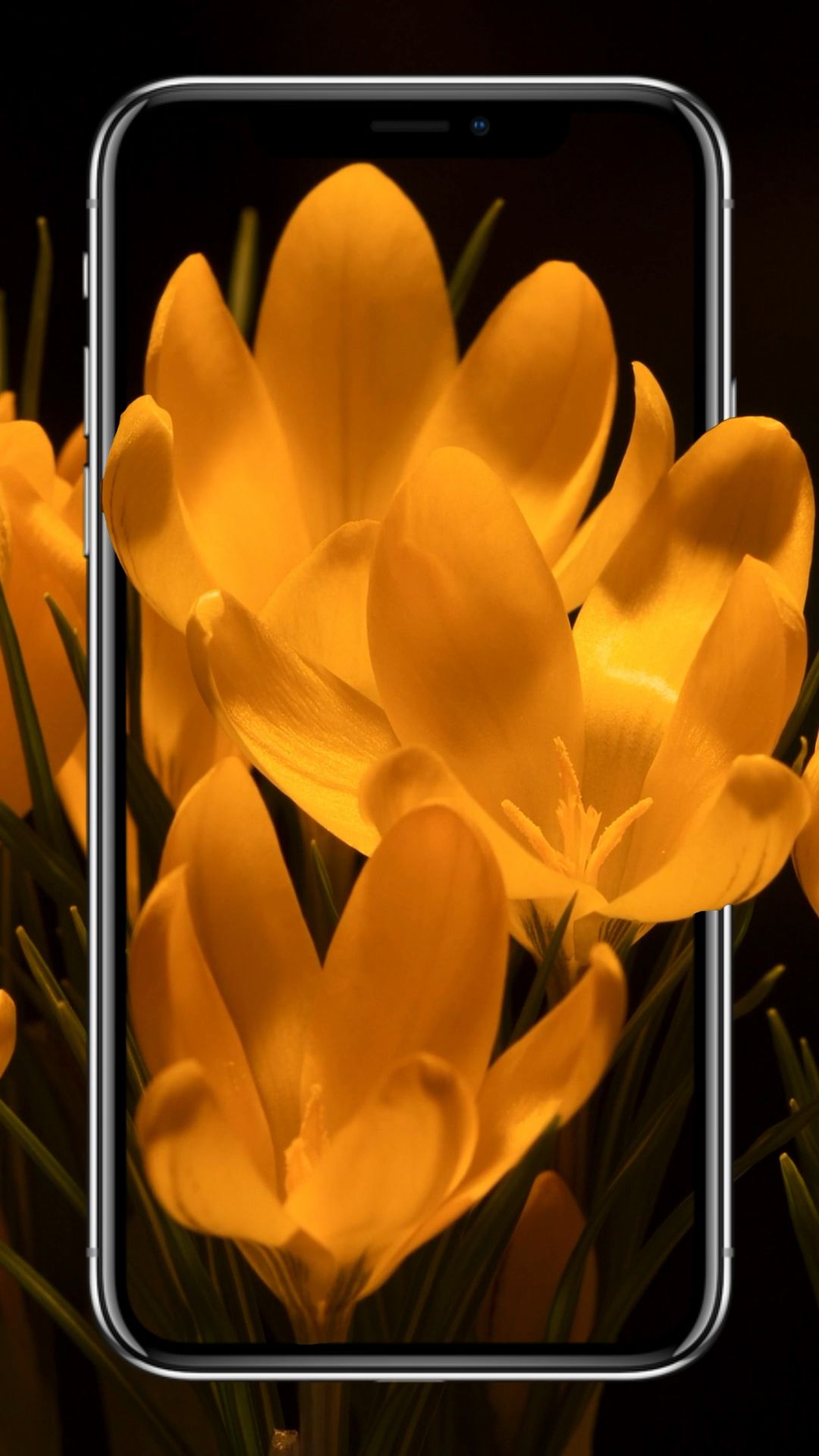 Dimash Kudaibergen (#881796) HD Wallpaper Backgrounds Download