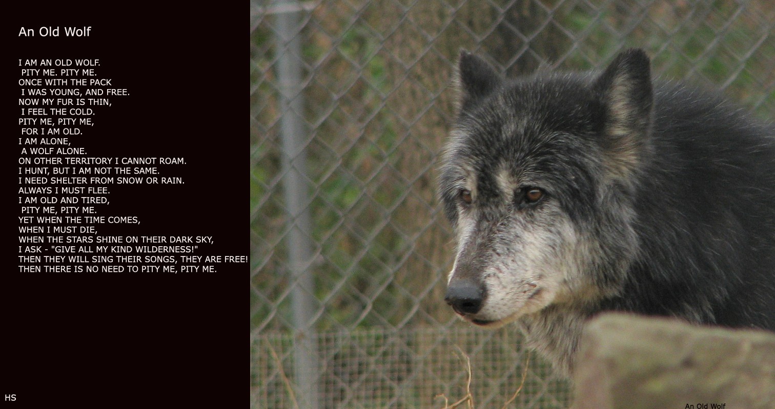 Wisdom Wolf Looking Sad Old Wolves Amazing Animal Photos - Sad Old Wolf , HD Wallpaper & Backgrounds