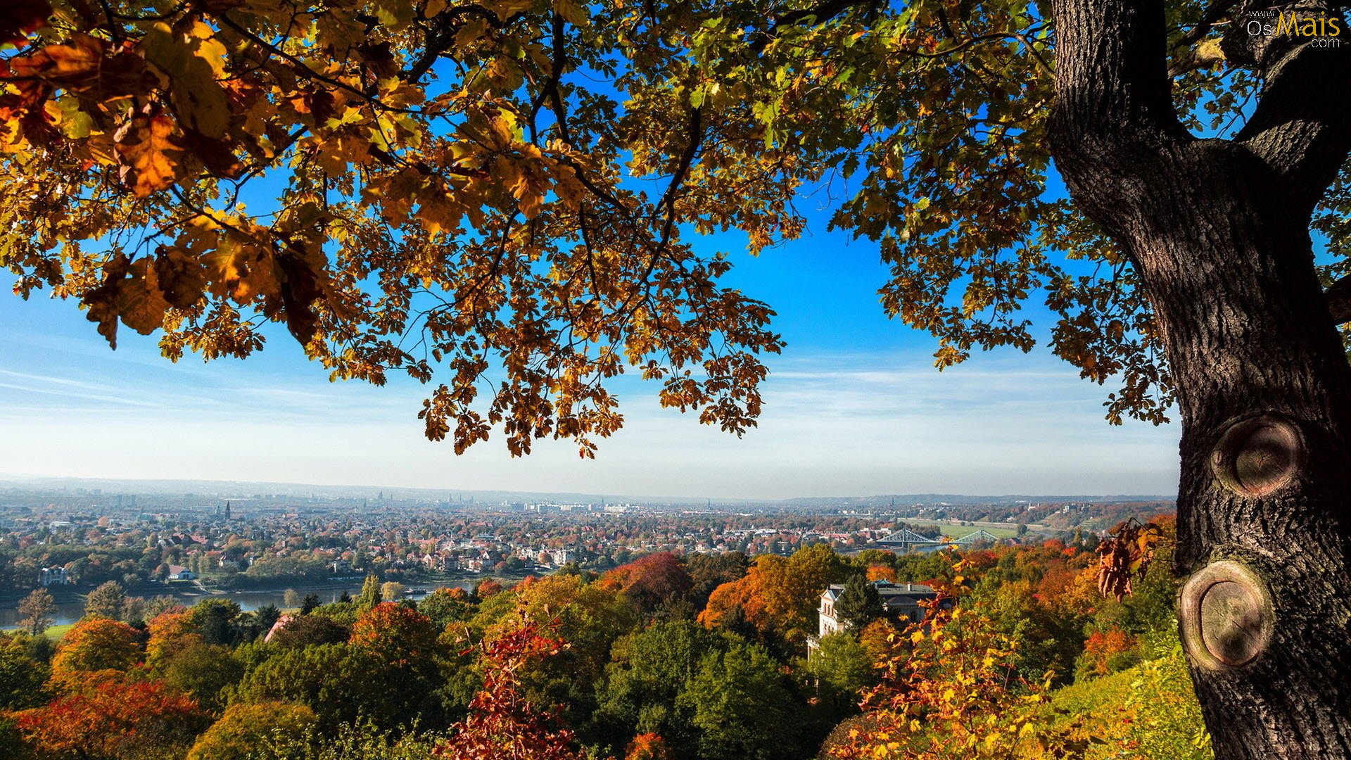 Papel De Parede Árvore Com Vista Da Cidade - Dresden Hügel , HD Wallpaper & Backgrounds