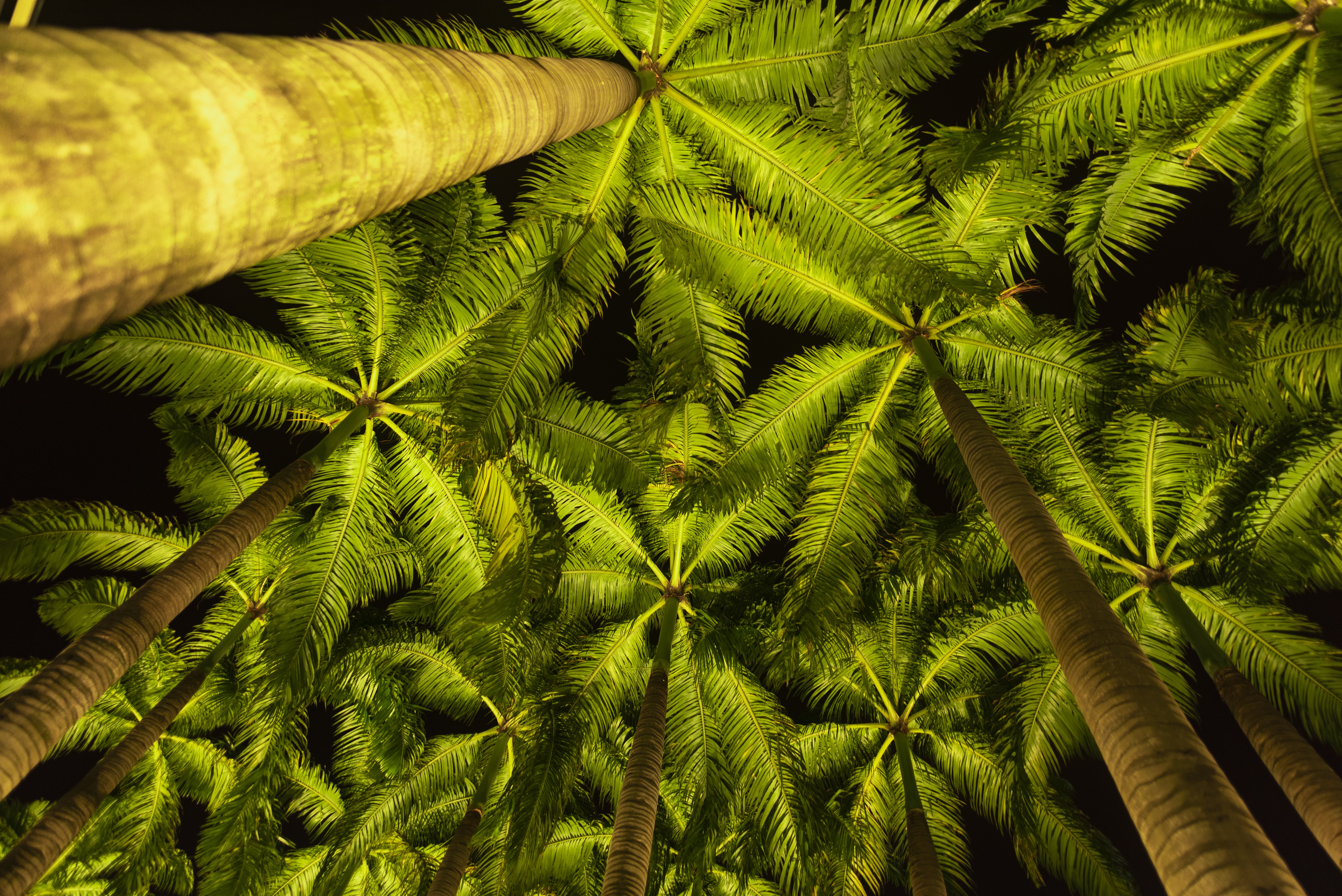 Palm Tree 5k Retina Ultra Hd Wallpaper - Arvore Palmeira Hd , HD Wallpaper & Backgrounds