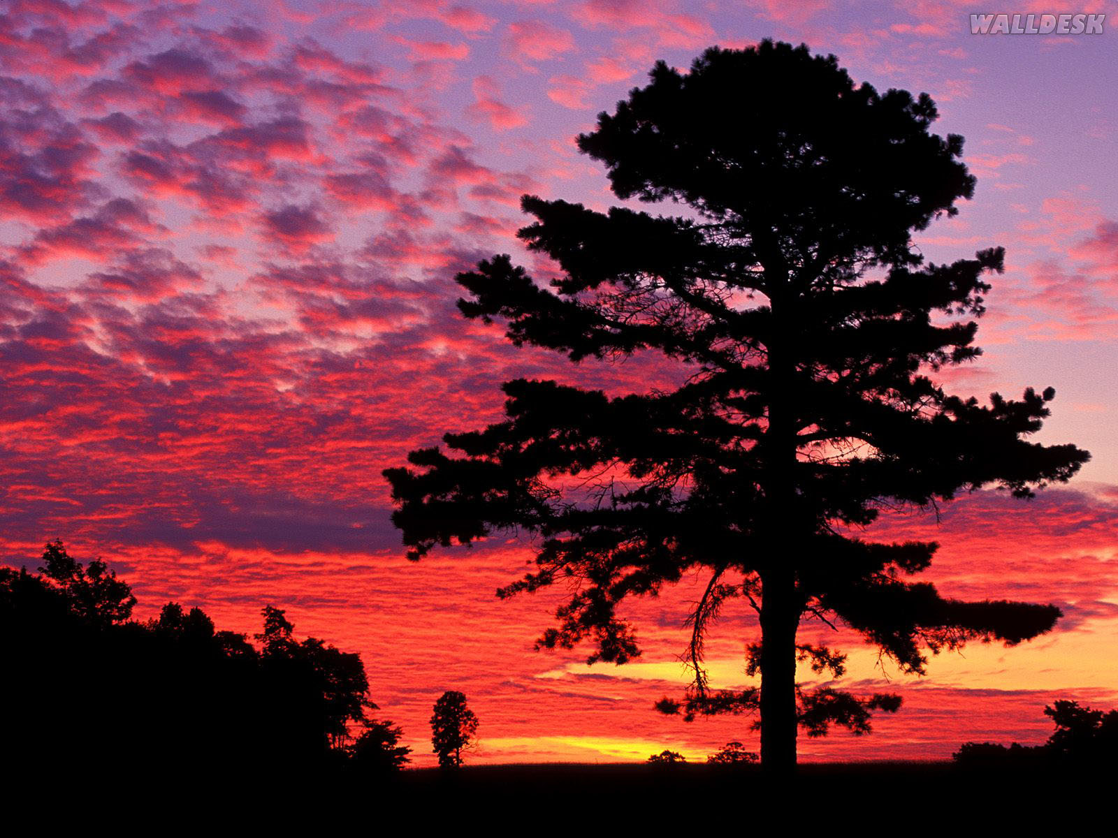 Desktop Pc 1600x1200px - Sunset With Pine Trees , HD Wallpaper & Backgrounds