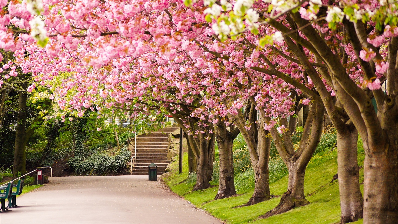 Wallpaper Sheffield, England, Park, Trees, Cherry Blossom, - Cherry Blossom Park Hd , HD Wallpaper & Backgrounds