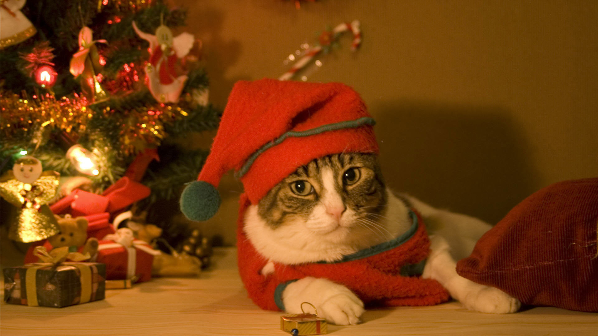 Cute Christmas Backgrounds Tumblr - Christmas Wallpaper Cat , HD Wallpaper & Backgrounds