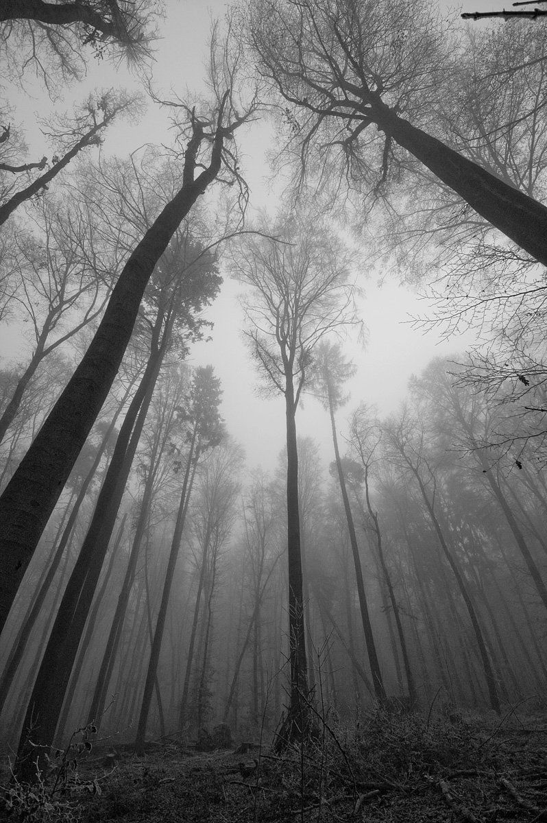 Woods Pictures Photos And Images For Facebook Tumblr - Foggy Trees , HD Wallpaper & Backgrounds