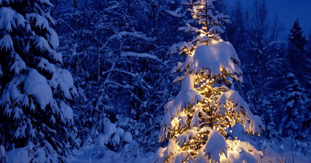 Christmas Tree In Nature , HD Wallpaper & Backgrounds