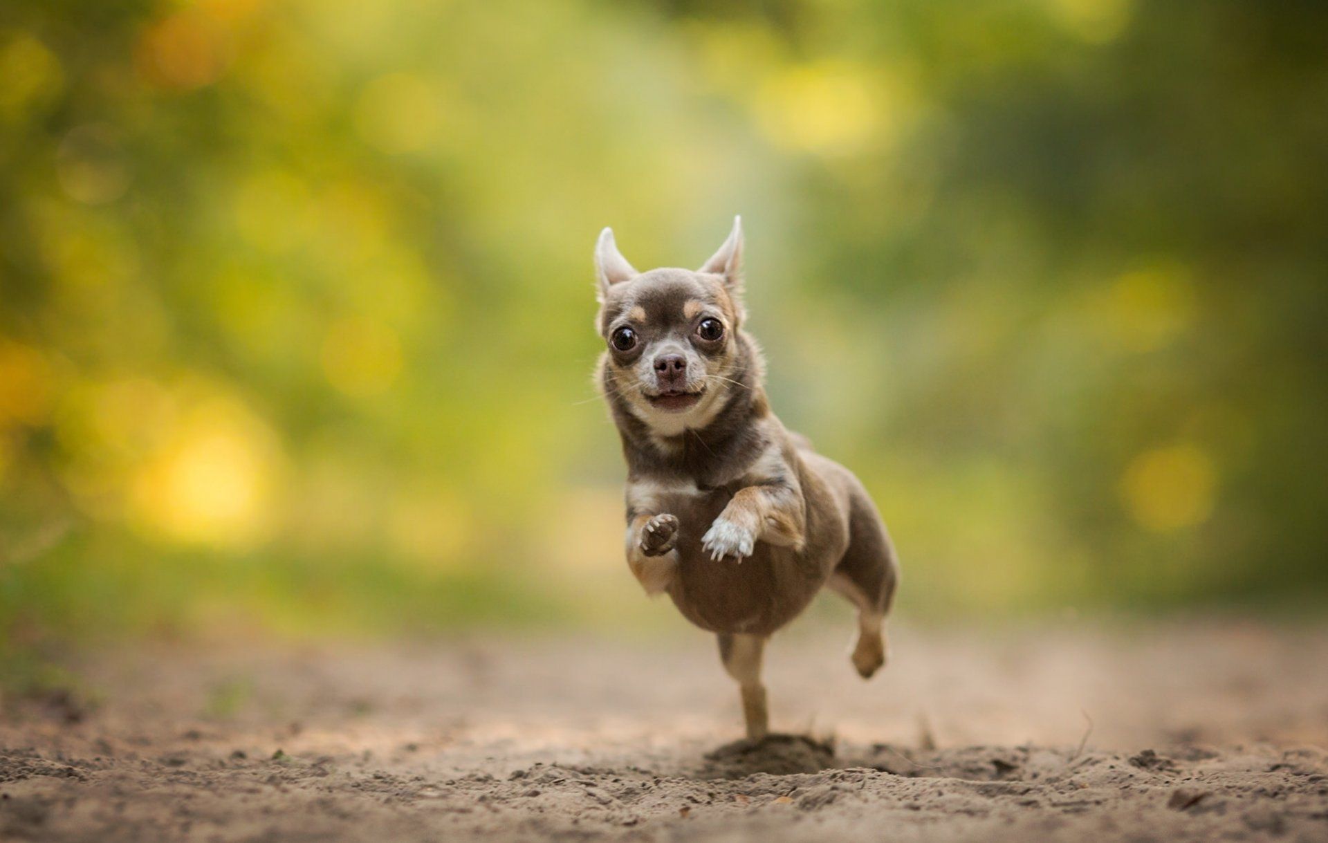 Free Chihuahua Wallpaper For Desktop - Chihuahua Wallpaper Hd , HD Wallpaper & Backgrounds