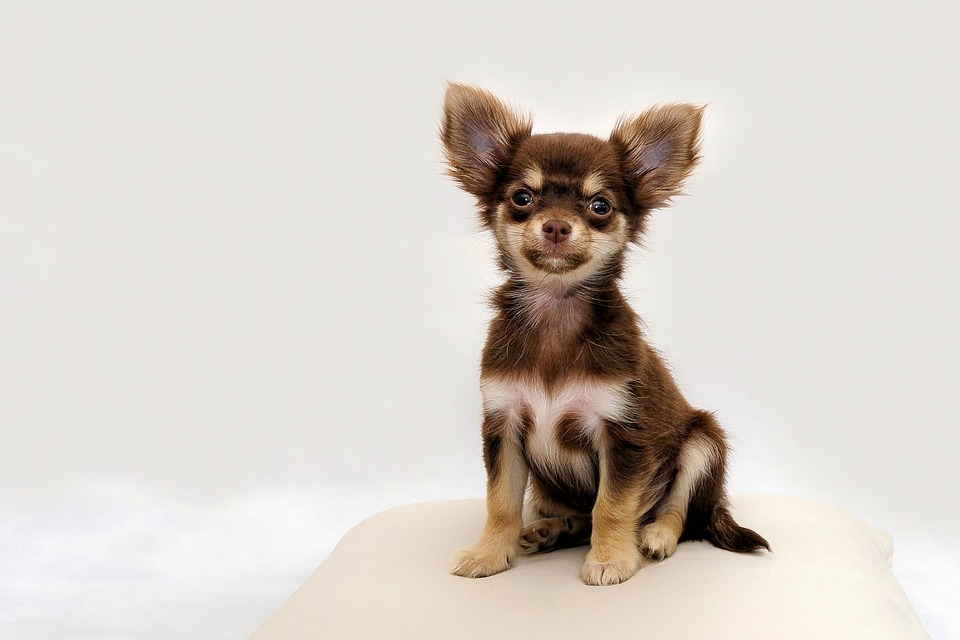 Chihuahua, Small Dog, Dog, Chiwawa, Cute - Small Dog Chihuahua , HD Wallpaper & Backgrounds