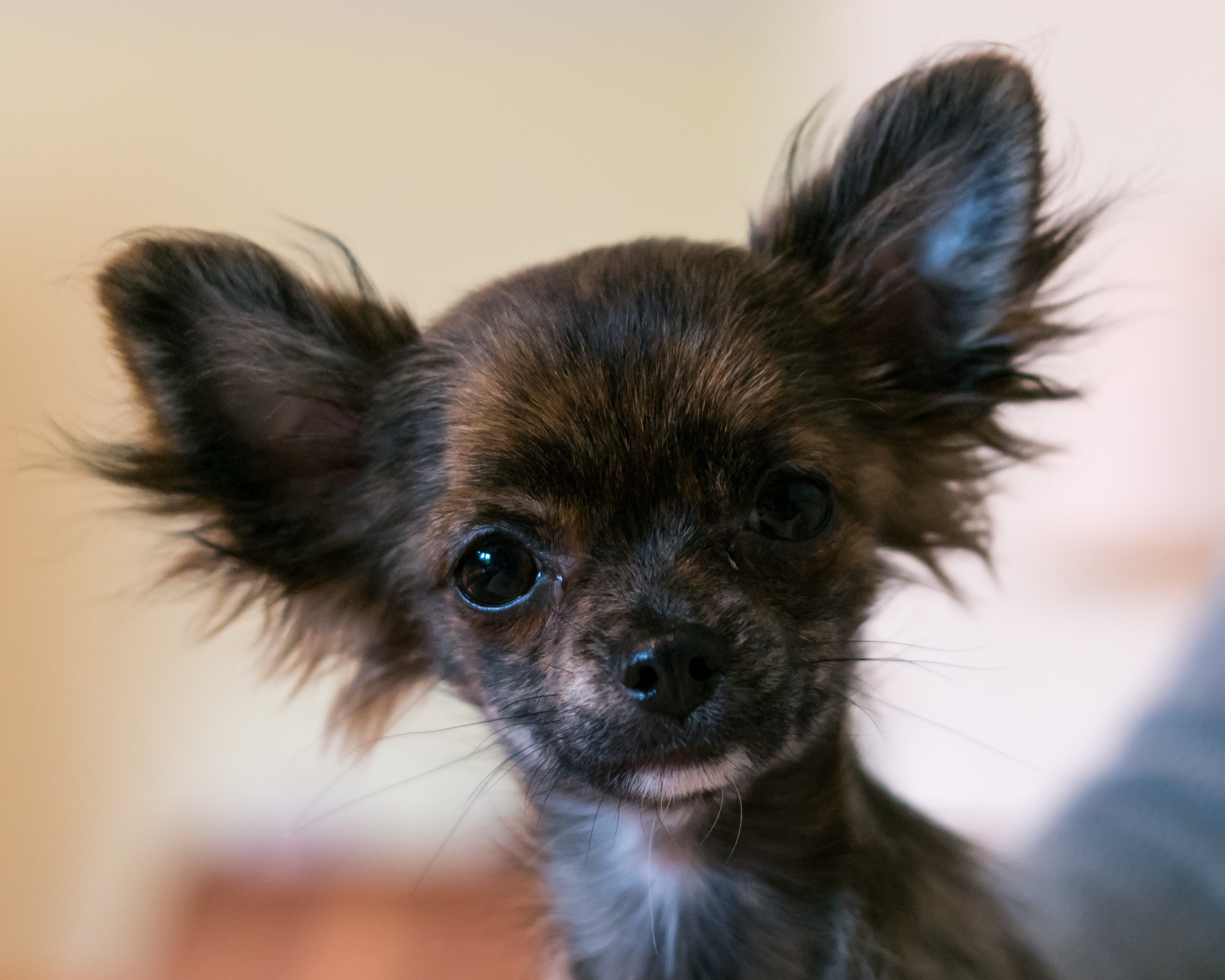 Similar Photos - Brown Chihuahua With Black Face , HD Wallpaper & Backgrounds