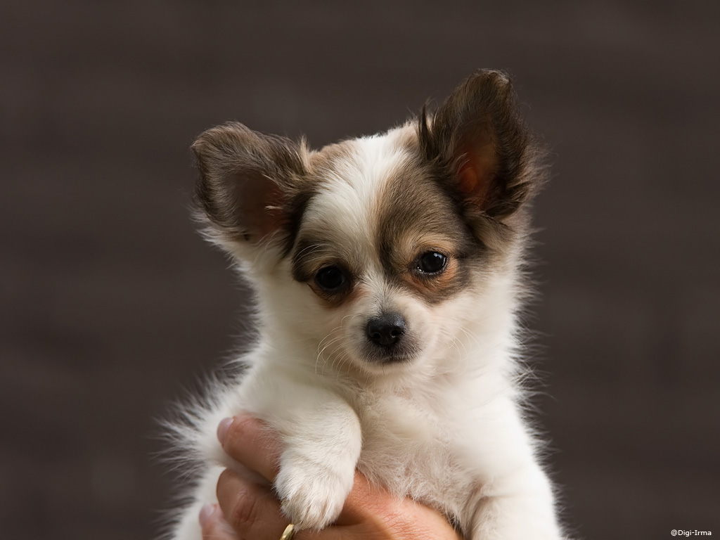 Best Images About Kaylas Pin It Chihuahuas Backgrounds - Best Small Dogs , HD Wallpaper & Backgrounds