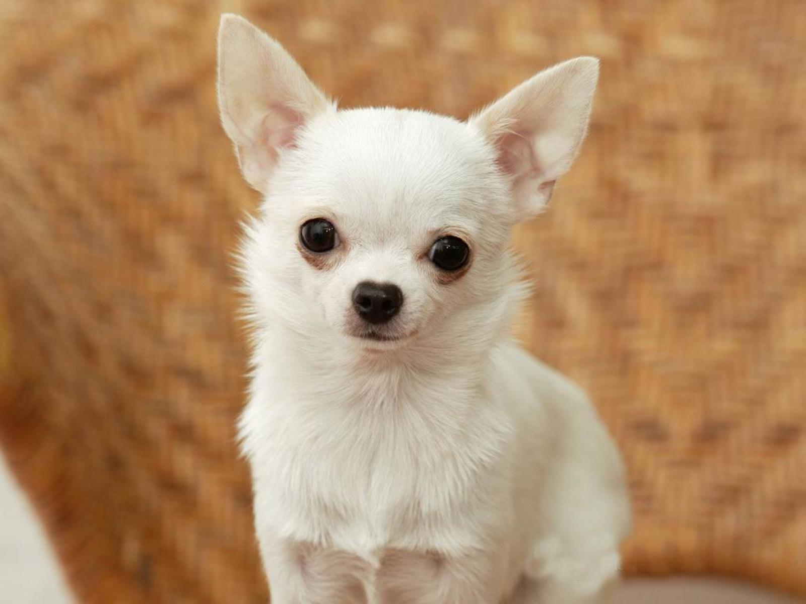 Chihuahua , HD Wallpaper & Backgrounds