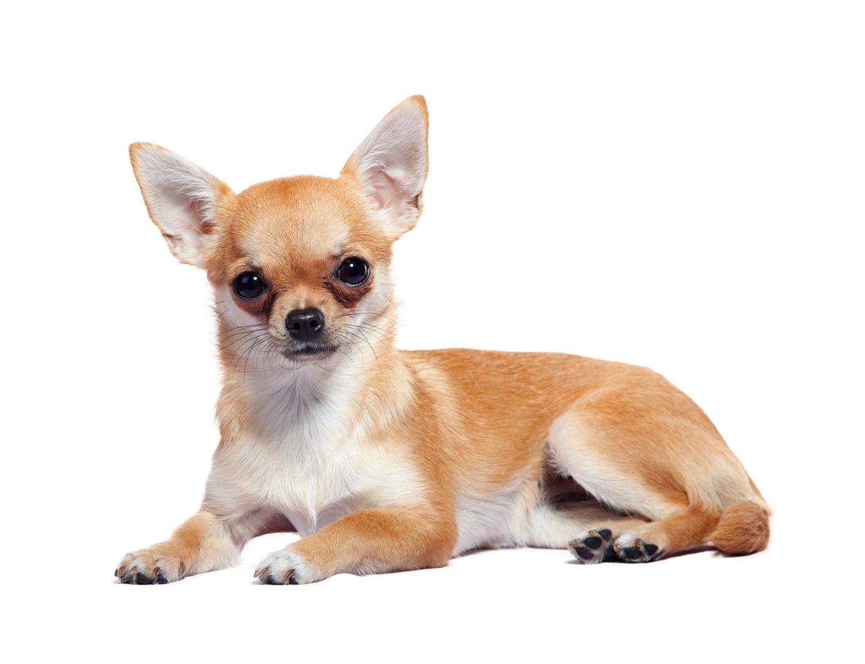 Chihuahua Breeds 7 Background Wallpaper - Chihuahua Png , HD Wallpaper & Backgrounds