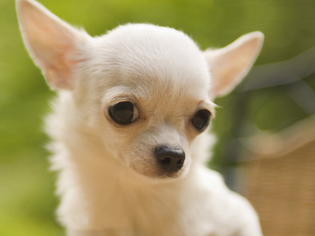 Chiwawa Dog Chihuahua Puppies - White Chiwawa Dog , HD Wallpaper & Backgrounds