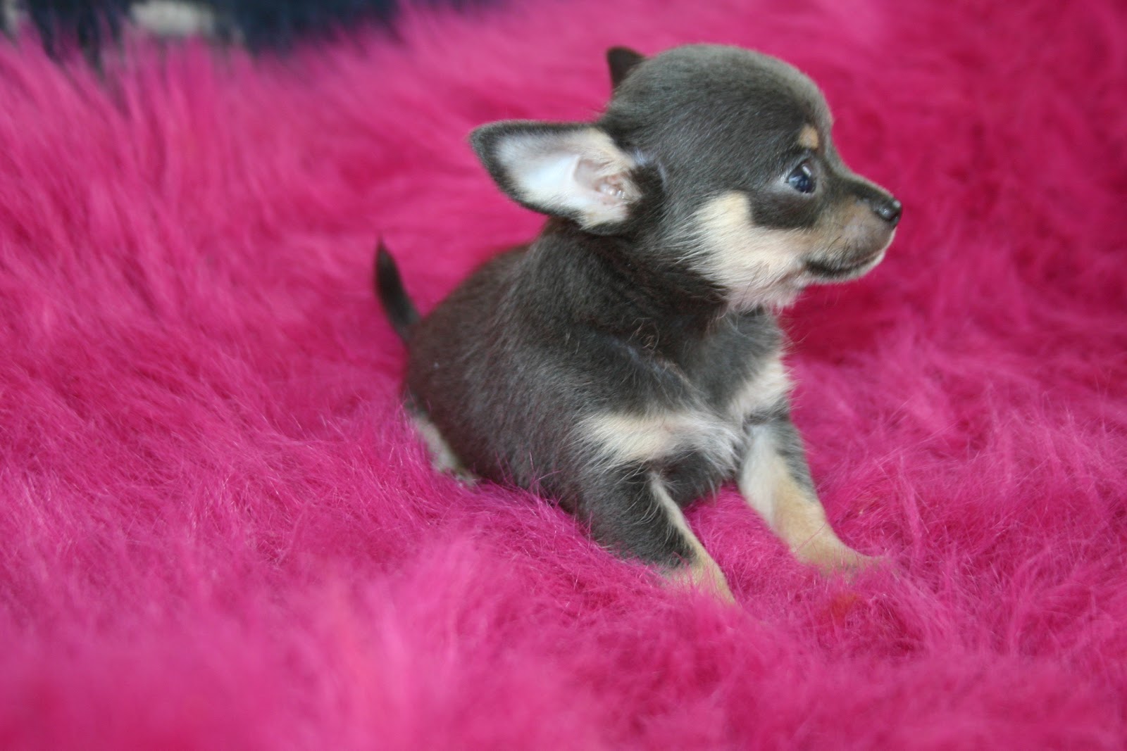 Chihuahua Wallpaper For Pc - Really Cute Chihuahuas Puppies , HD Wallpaper & Backgrounds