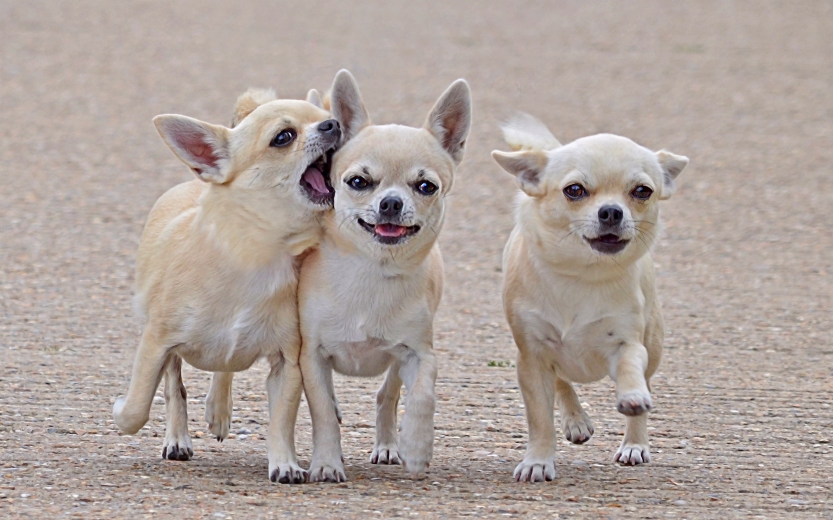 Wallpaper Chihuahua, Three, Friends, Comrades, Dog, - Best Friends Wallpaper 3 , HD Wallpaper & Backgrounds
