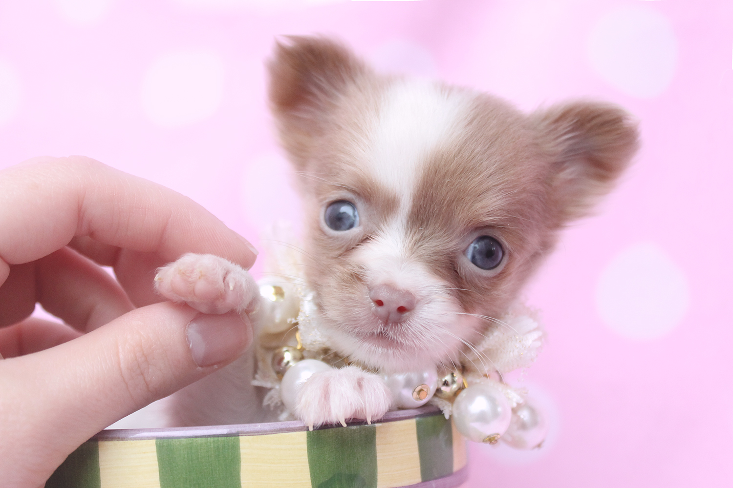 Best Images About Teacup Chihuahuas And Chihuahua Puppies - Funny Easter Pictures With Puppies , HD Wallpaper & Backgrounds