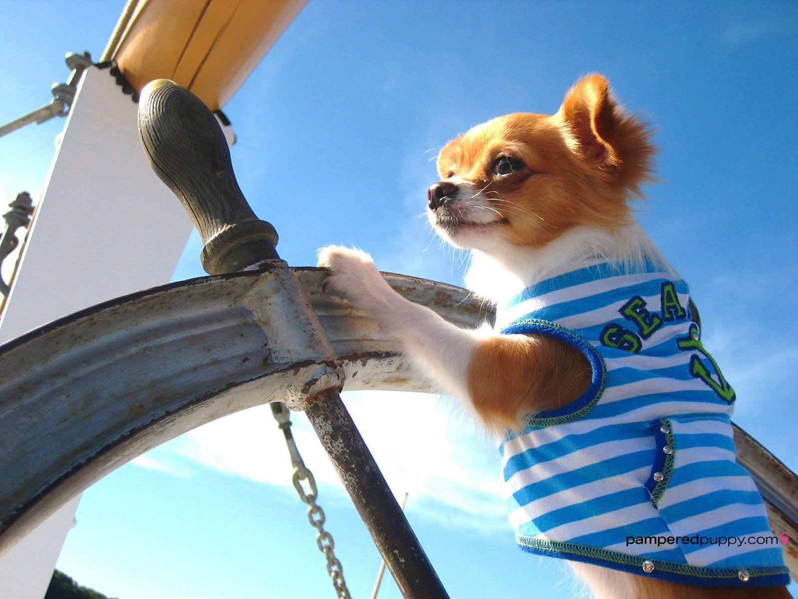 Chihuahua Wallpaper - Dog Sailing , HD Wallpaper & Backgrounds