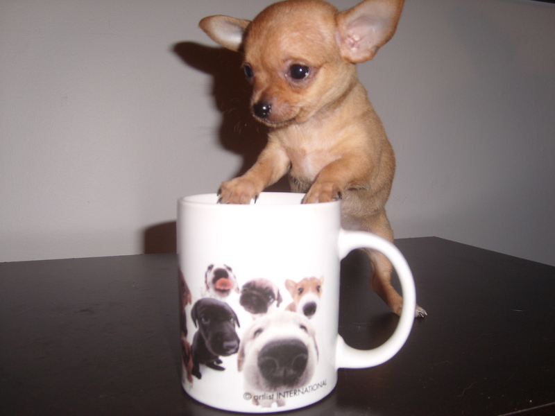 Teacup Chihuahua Short Hair 884761 Hd Wallpaper Backgrounds