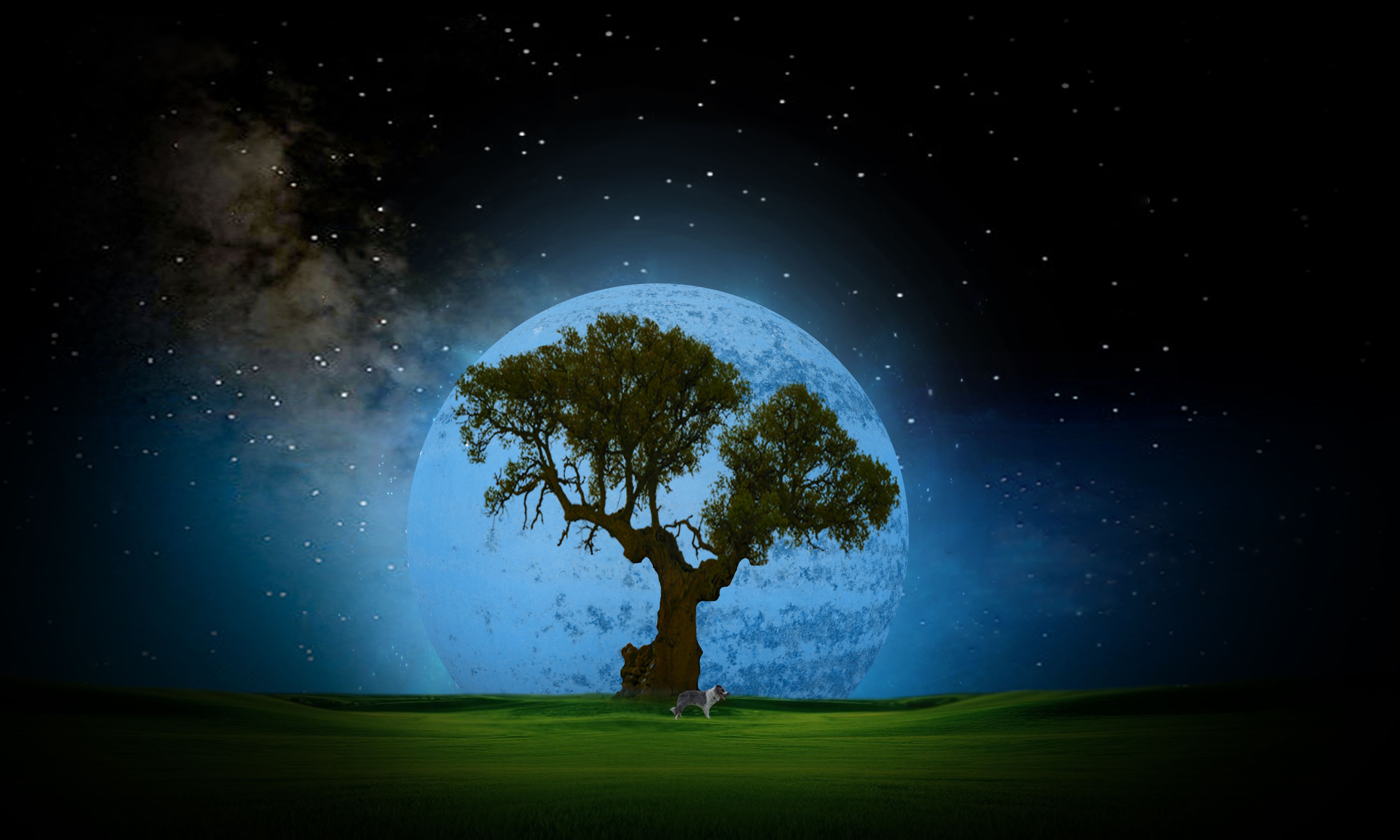 Tree Night Wallpaper Desktop Background - Night Tree Wallpaper Hd , HD Wallpaper & Backgrounds