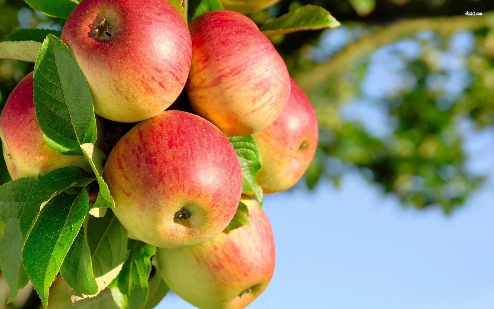 Apple Tree Wallpapers - Full Hd Apple Tree , HD Wallpaper & Backgrounds