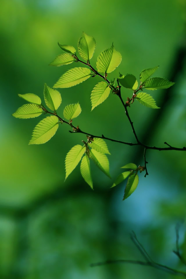 Green Tree Iphone 4s Wallpaper - Wallpaper , HD Wallpaper & Backgrounds