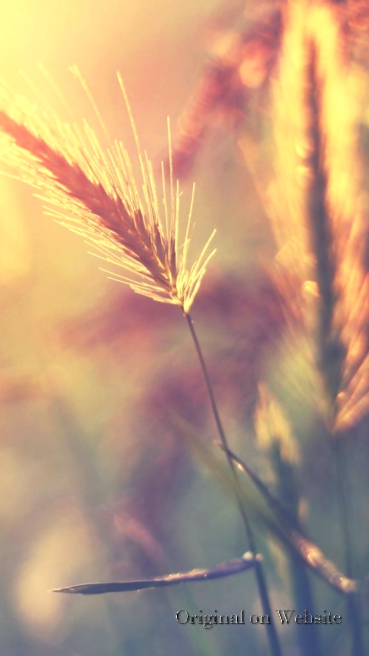 Iphone Wallpaper 4k Nature- Farm Wheat Corp Macro Blur - Imagem Para Slides Gospel , HD Wallpaper & Backgrounds