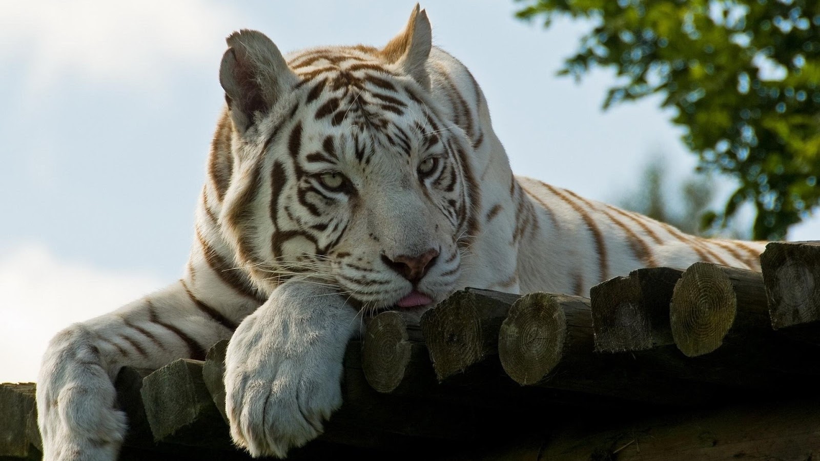 Tiger Wallpapers - White Tiger Face Up Close , HD Wallpaper & Backgrounds