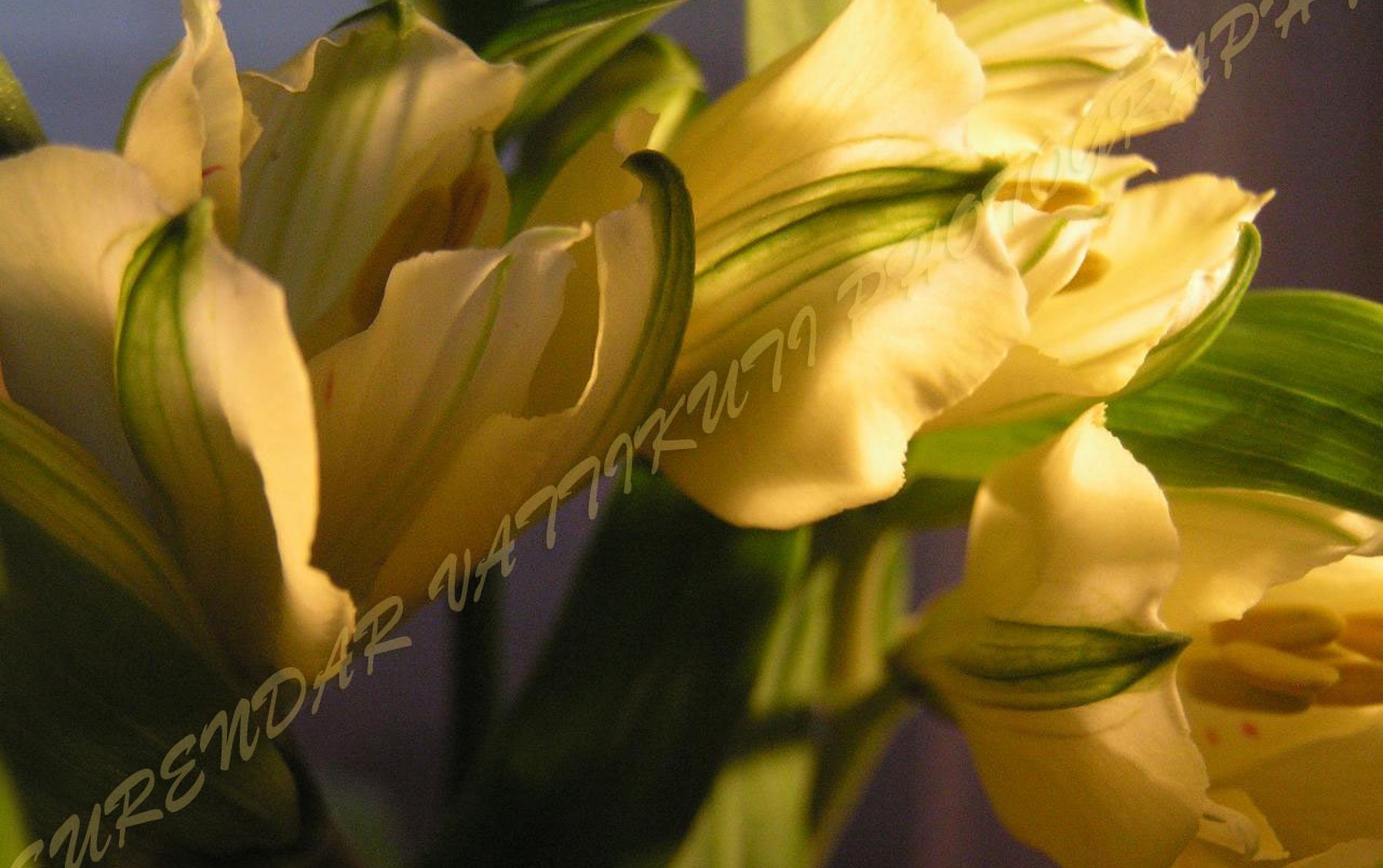 Original Dull Brownish Flower Zoom Wallpapers - Lily , HD Wallpaper & Backgrounds