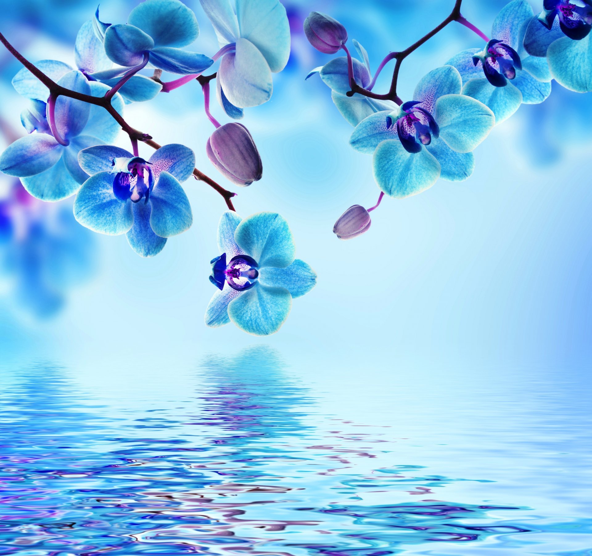 Flowers In Water Wallpaper - Beautiful Flowers In Water , HD Wallpaper & Backgrounds