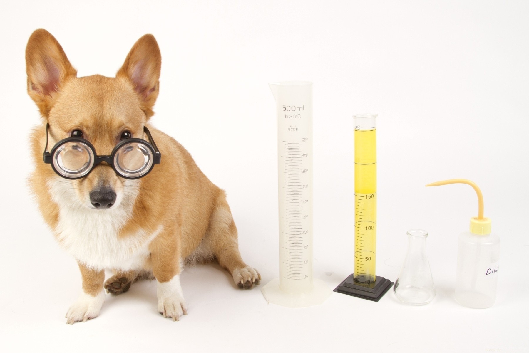 Glases Glass Dogs Glasses Dog Animals 3d Wallpapers - Dog , HD Wallpaper & Backgrounds