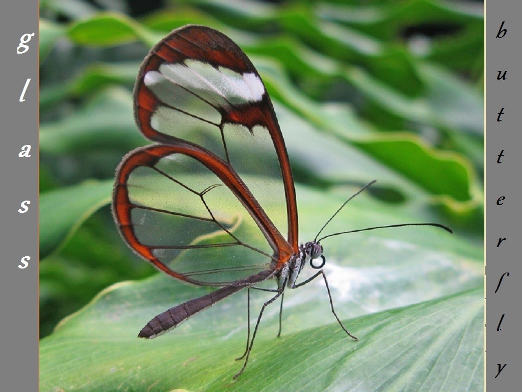 Amazon Butterflies Habitats Nature Rainforest Wing - Weird Butterflies , HD Wallpaper & Backgrounds
