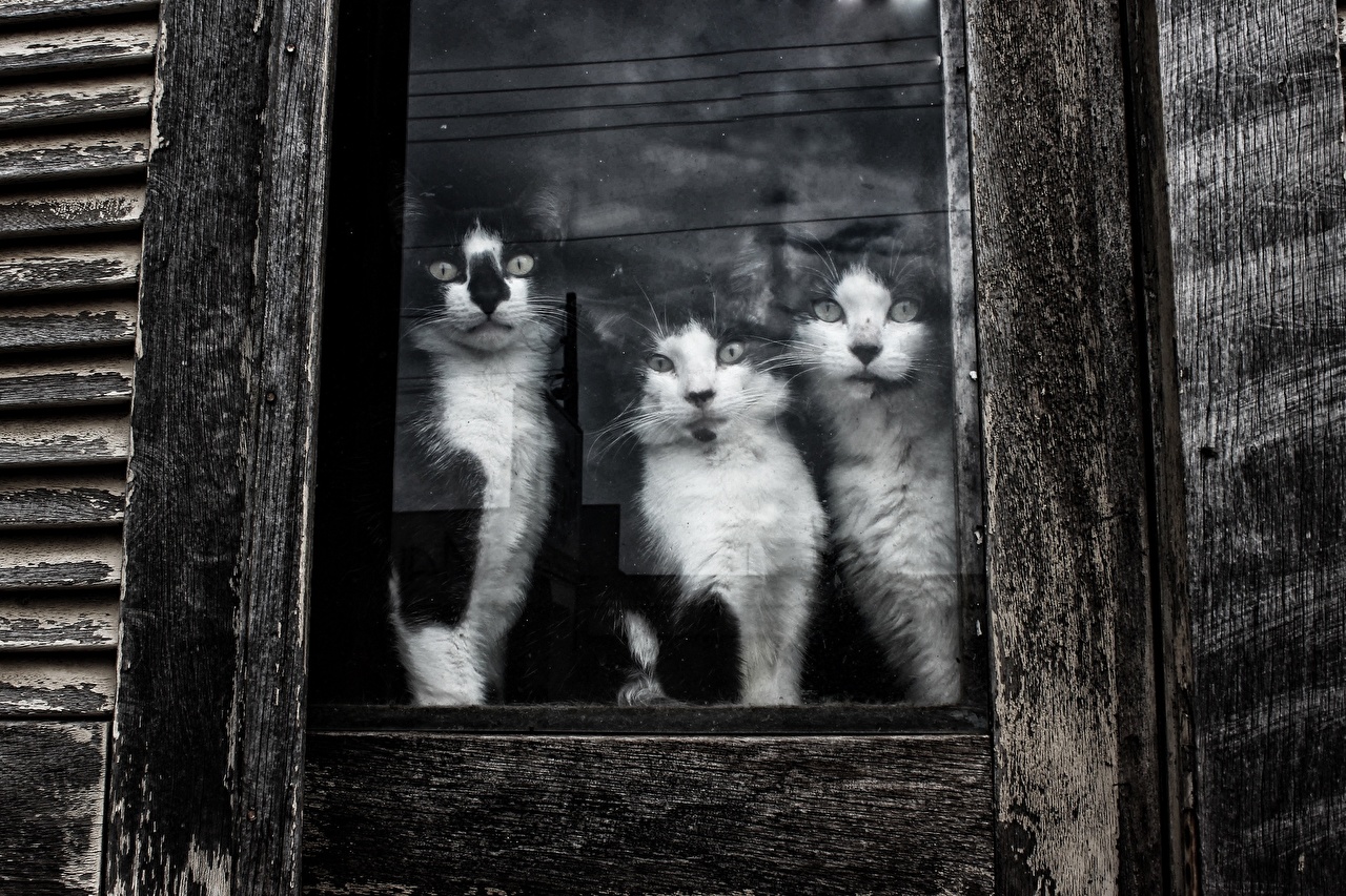 White Cat Black And White Window , HD Wallpaper & Backgrounds
