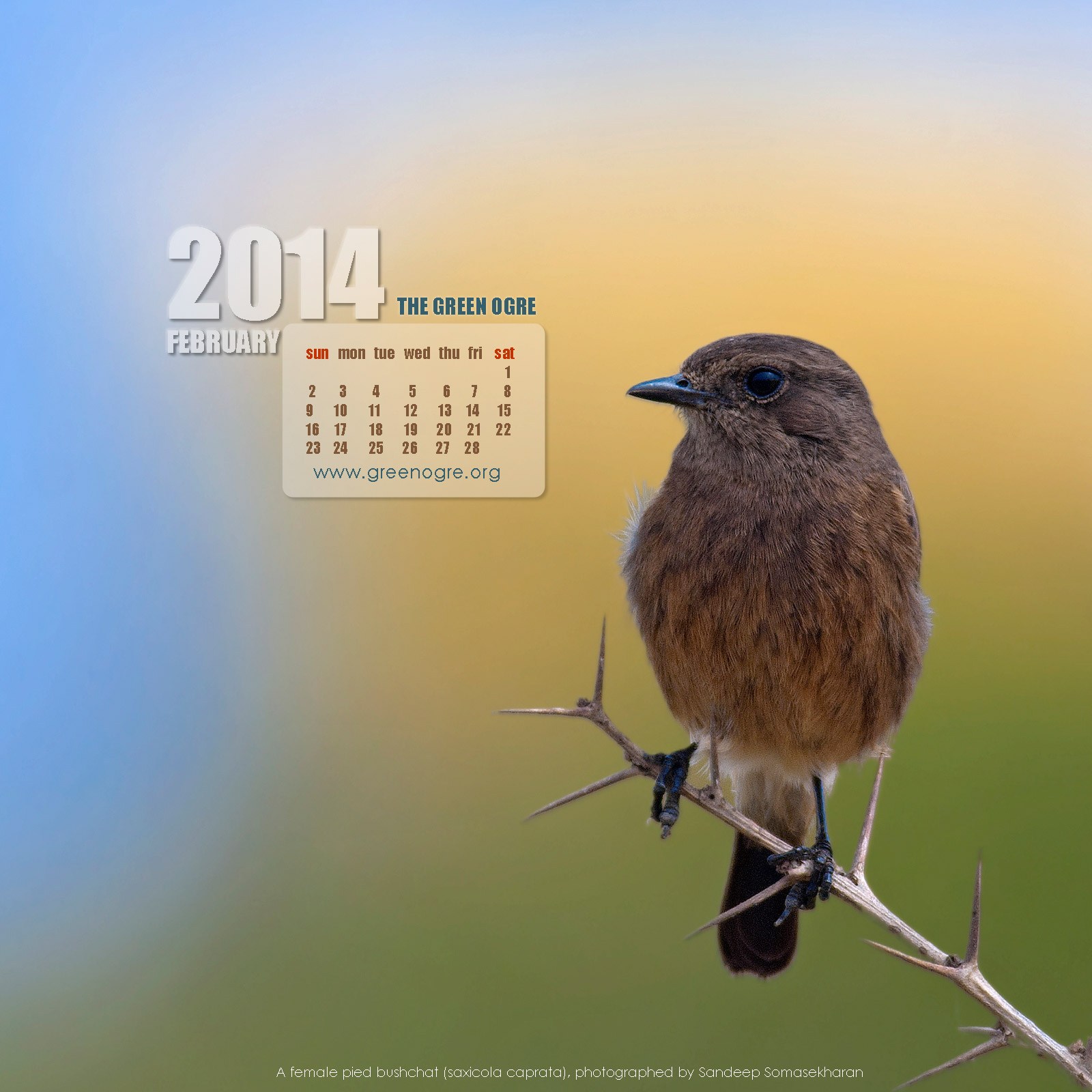 Download The February Wallpaper Calendar For Your Ipad - Eastern Bluebird , HD Wallpaper & Backgrounds