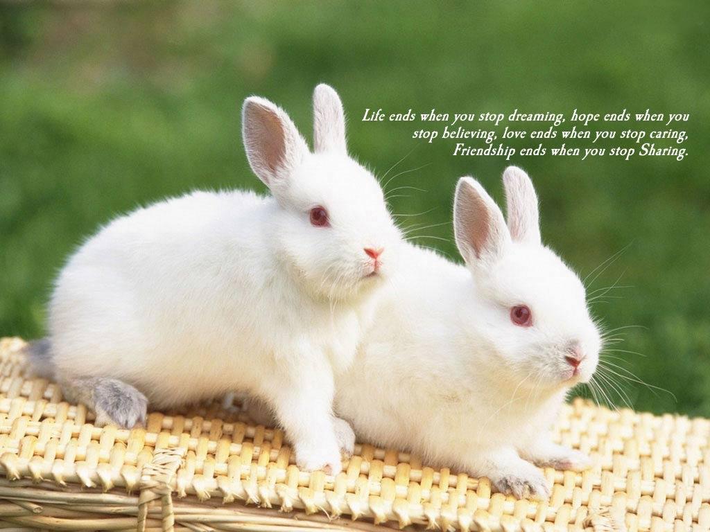 Friendship Wallpapers - Cute Couple Rabbit , HD Wallpaper & Backgrounds